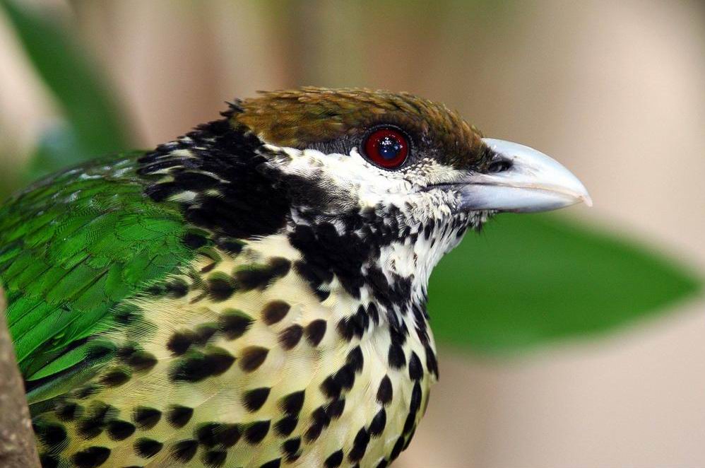  p>白耳猫鸟,是 a>雀形目 /a> a>鹀科 /a>动物.