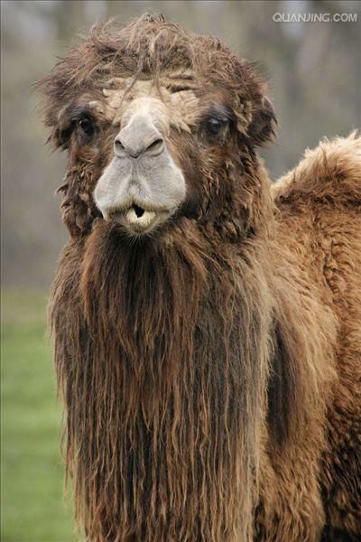 bactrian camel