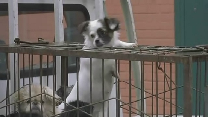 卡拉是条狗cala,mydog!(2003)