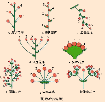 柔荑花序