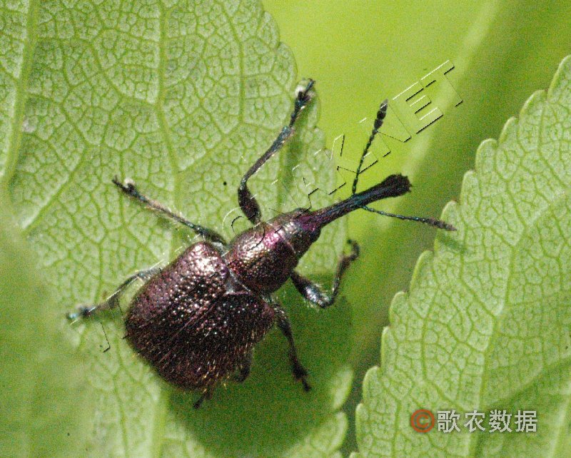  p>昆虫名,为鞘翅目,卷象科.