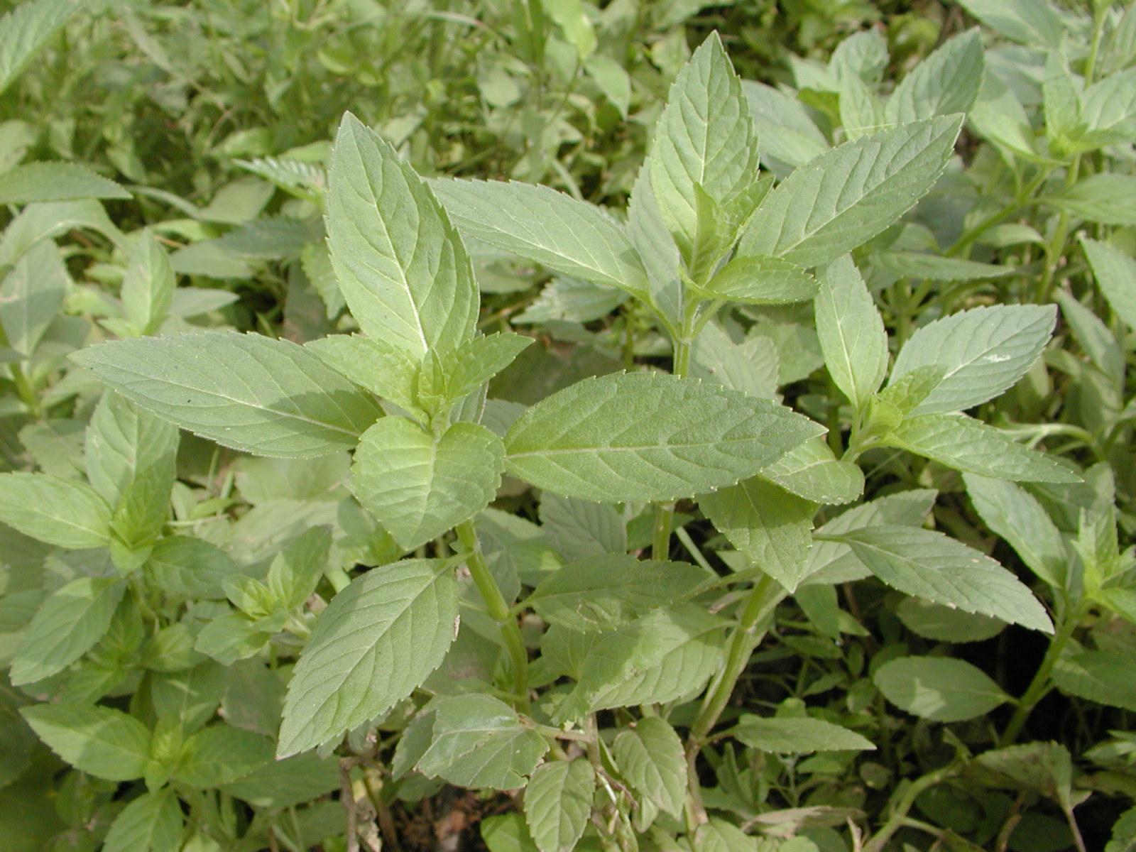 canadensis /i> linnaeus)是唇形科,薄荷属植物,即同属其他干燥全草