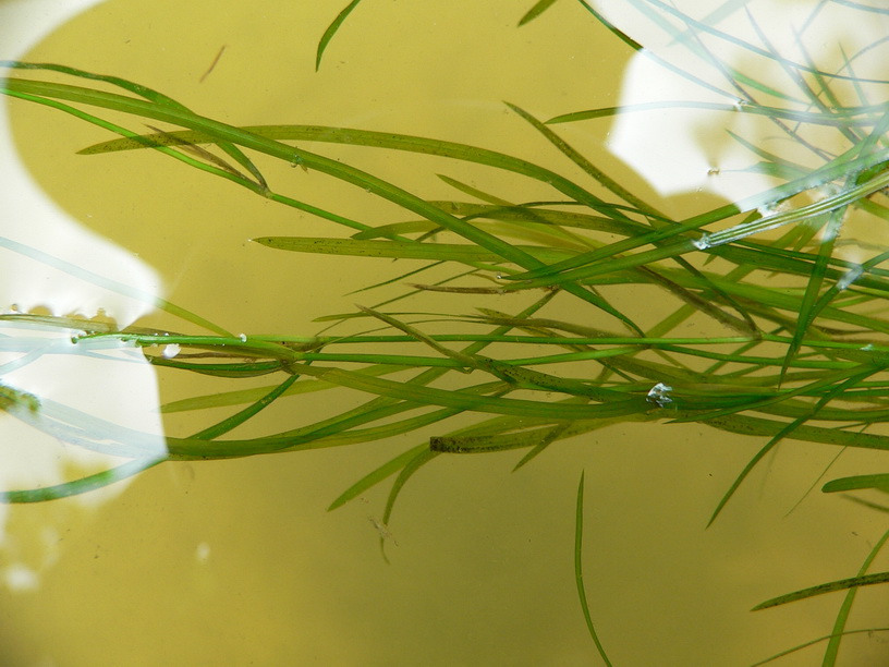  p>小眼子菜(拉丁学名: i>potamogeton pusillus /i> l.