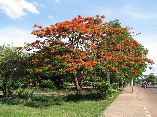 冠",别名金凤花, a target="_blank" href="/item/红花">红花 /a>楹树