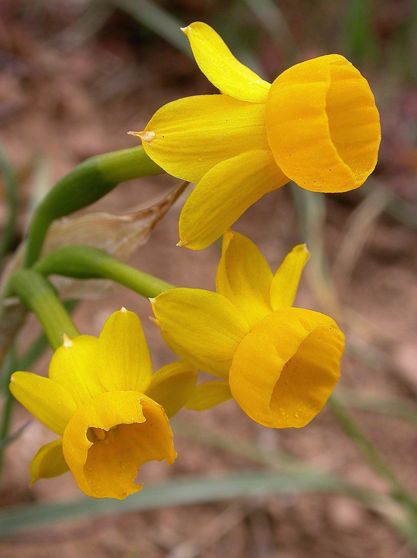  p>巴提库水仙(学名: i>narcissus baeticus /i> fern.