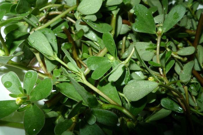 凉拌白花猪母菜