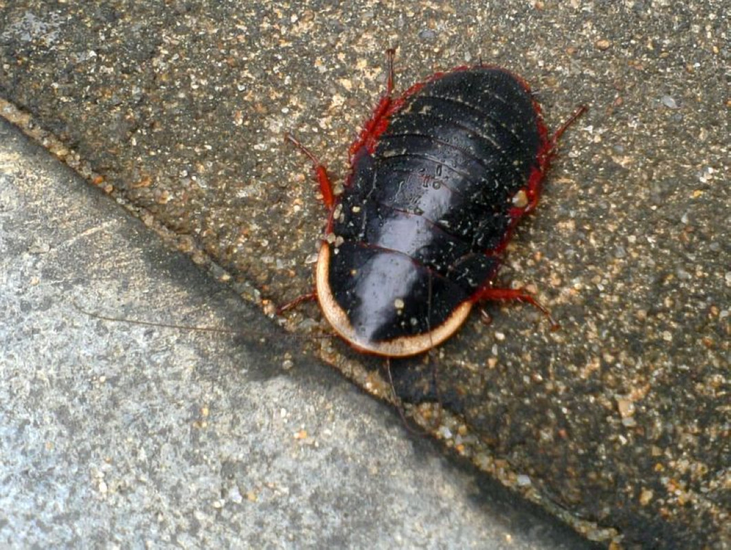  p data-id="gnwuavksku">食尸虫,又叫埋葬虫