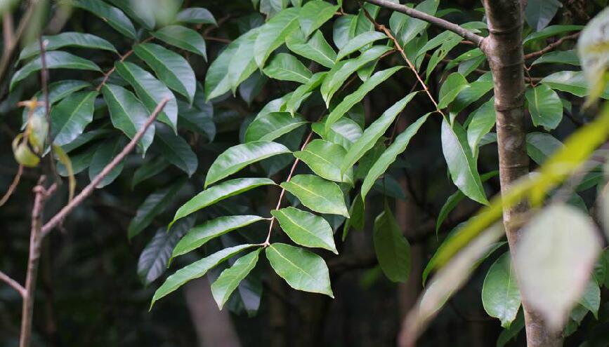  p>香港樫木(学名: i>dysoxylum hongkongense /i> (tutch.) merr.