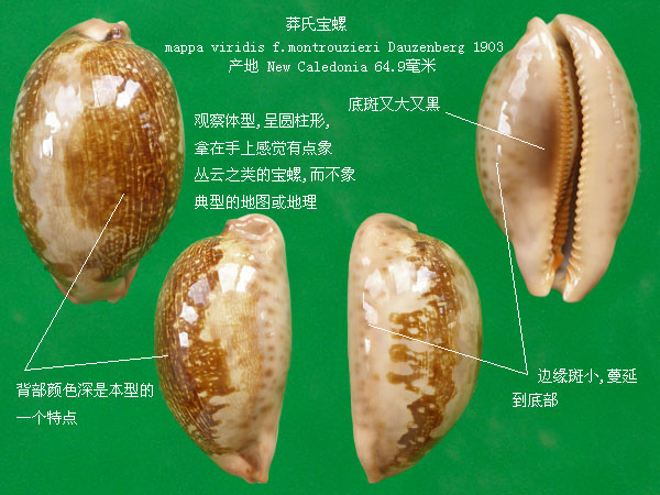  p>地理宝螺(学名:leporicypraea geographica geographica)是腹足纲