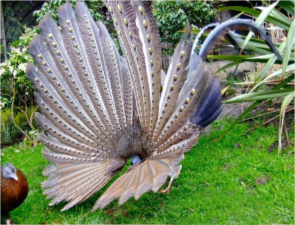  p>大眼斑雉(学名: i>argusianus argus /i>):体长160-200厘米,雄鸟尾