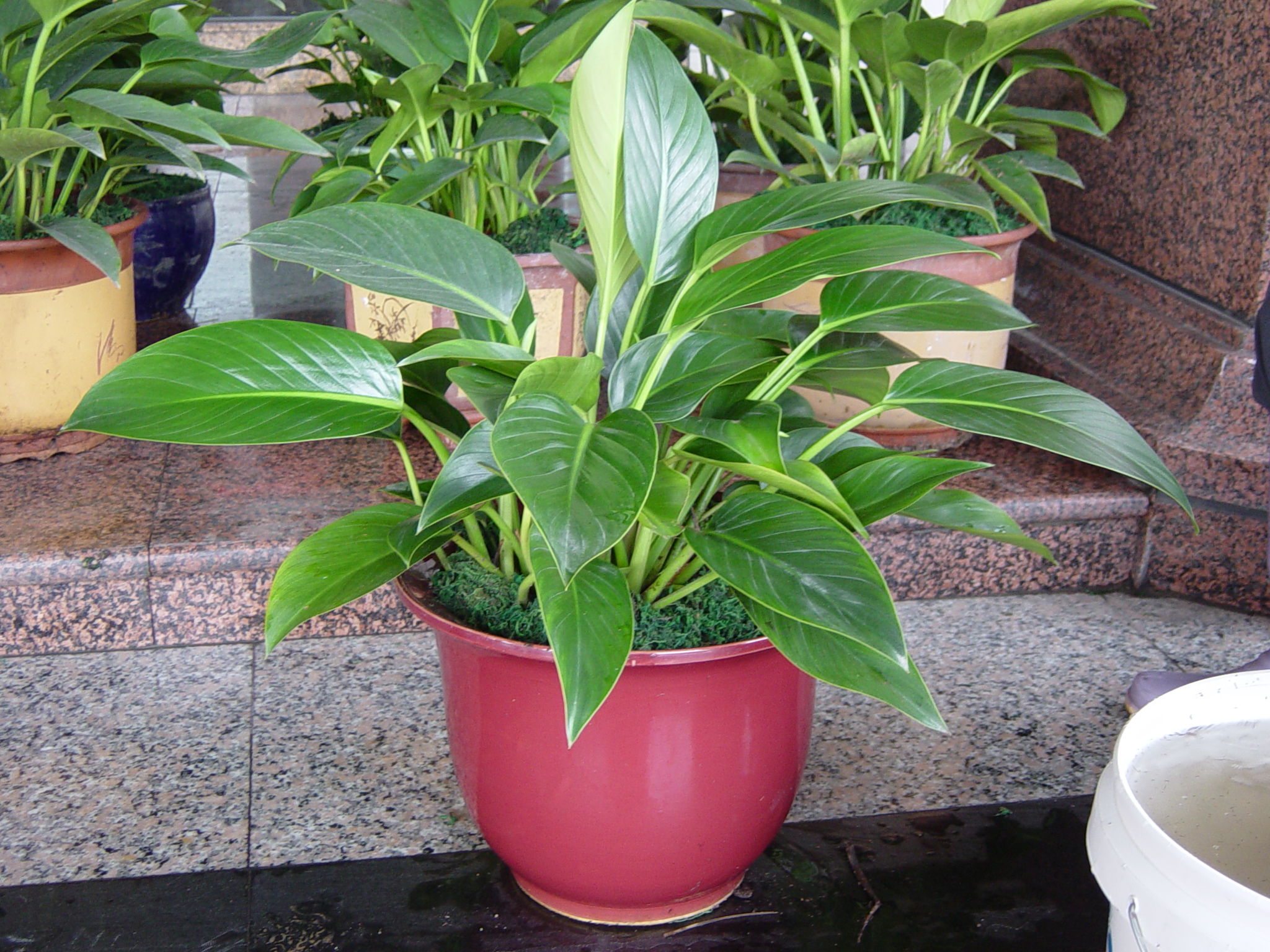 室内观赏植物