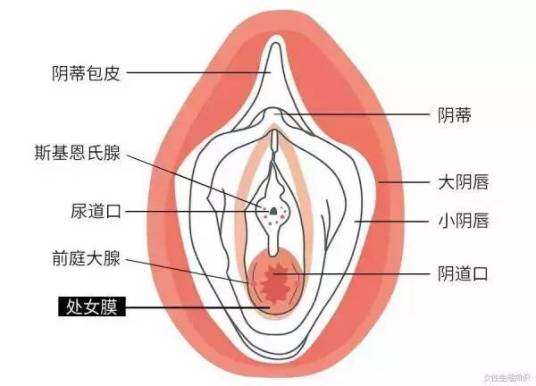 处女膜 位于阴道外口和会阴的交界处的膜性组织 百度百科