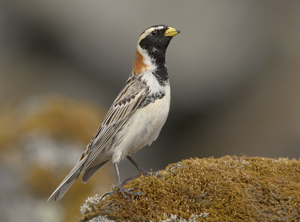  p>【中文名称】铁爪鹀阿拉斯加亚种 /p> p>【中文别名】 a href="#"