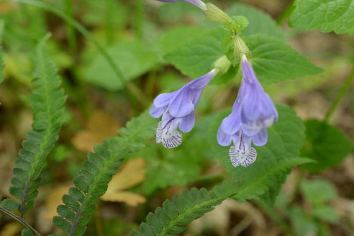 meehania fargesii var. pedunculata