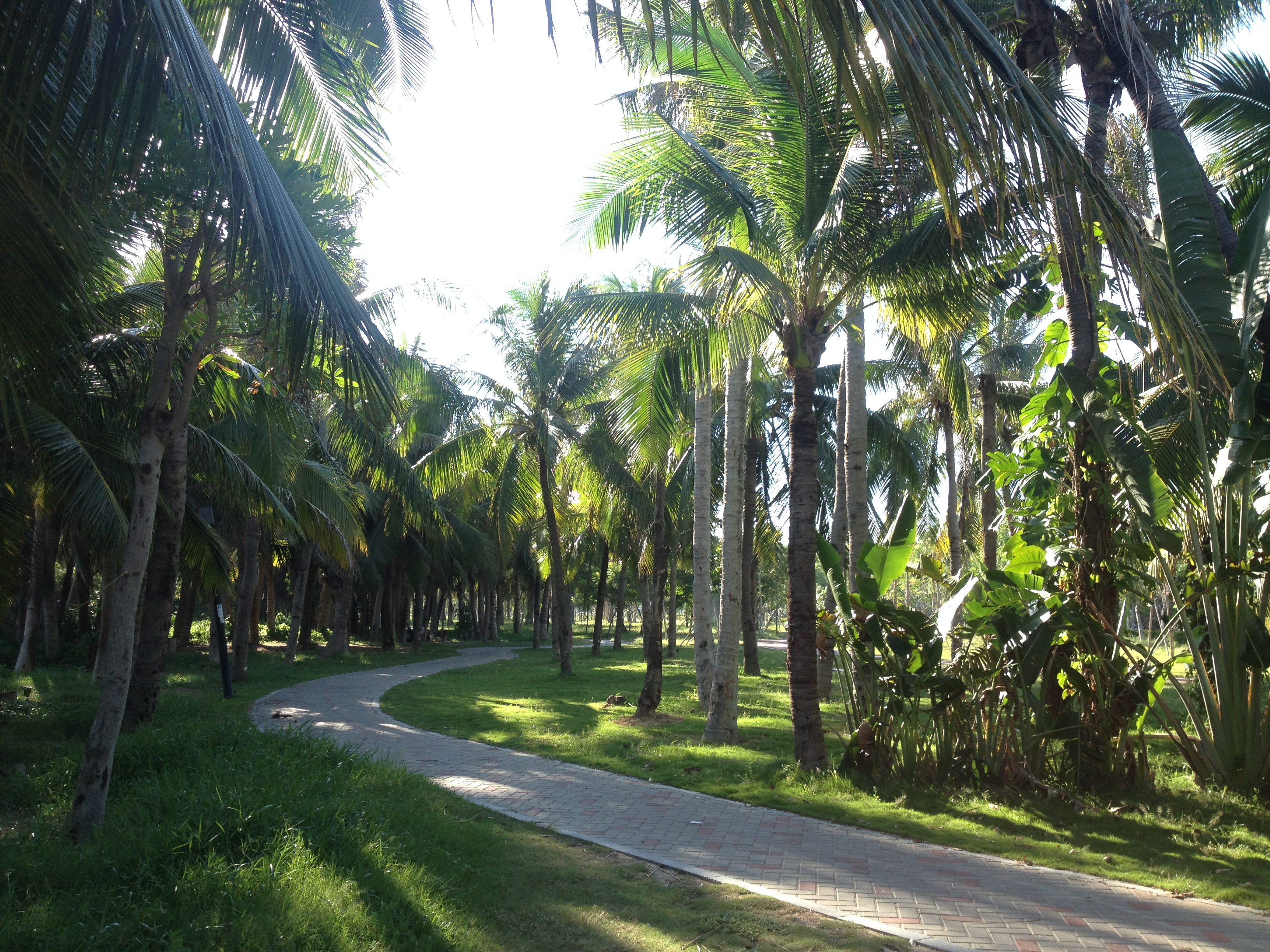 三亚椰梦长廊