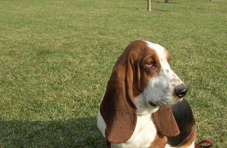  p>巴基度猎犬型犬原产于 a target="_blank" href="/item/法国