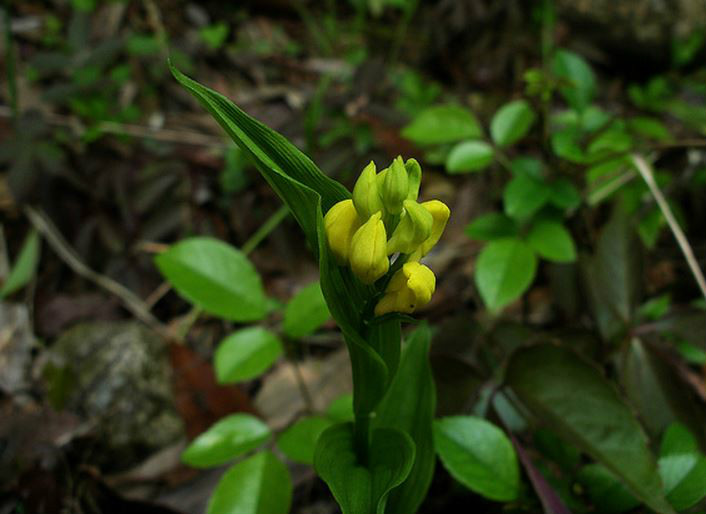  p>金兰(学名: i>cephalanthera falcata  /i> (thunb. ex a.