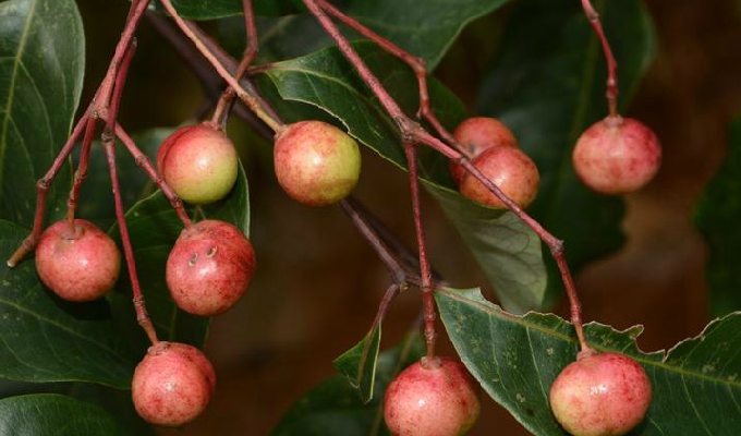 鹧鸪花属, a target="_blank" href="/item