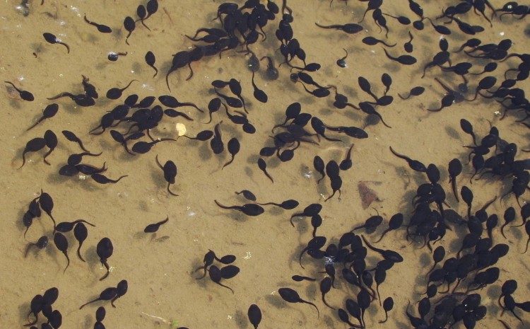  p data-id="gnyx713c9m">《蝌蚪》投奔向小说本身的神秘归途.