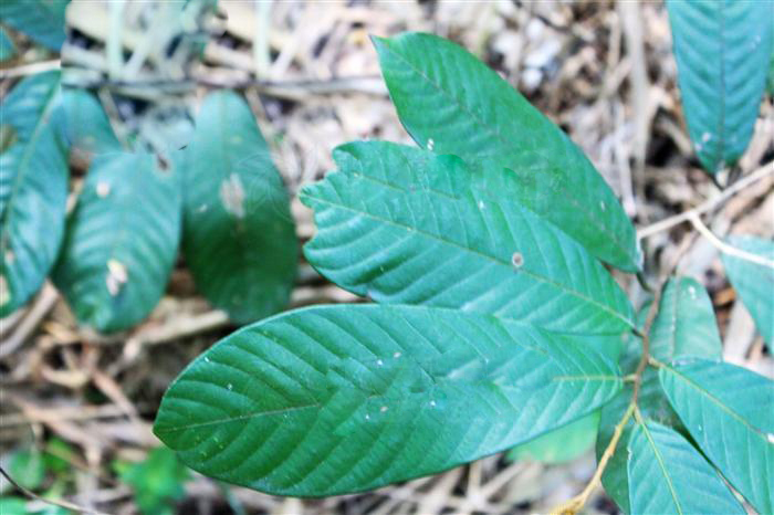 p data-id="tzbcx8g47h3u">钻山风,是番荔枝科瓜馥木属的藤状灌木植物