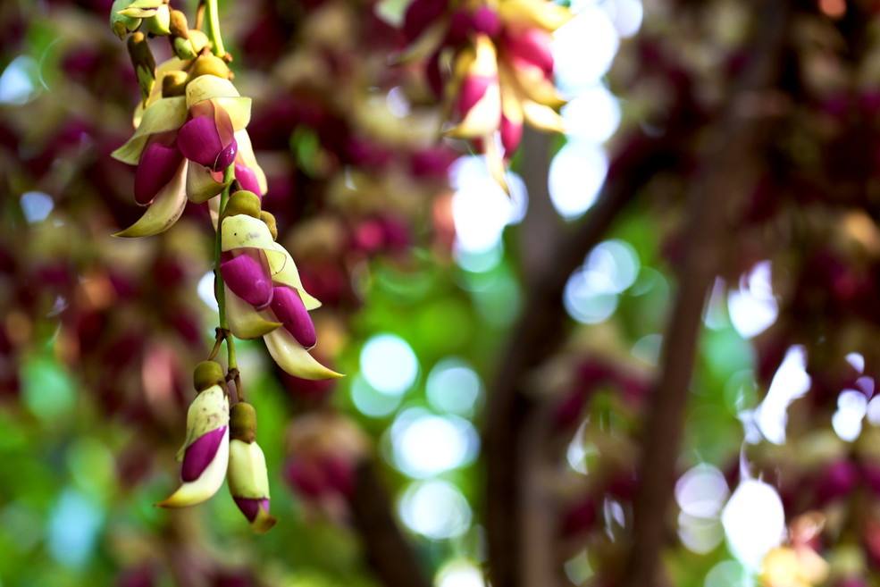 紫雀花属( a target="_blank" href="/item/学名/8074290" data