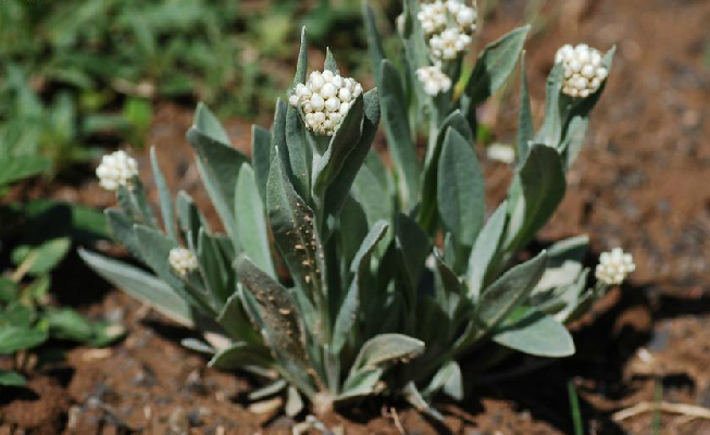 为菊科植物乳白香青 i>anaphalis lactea  /i>maxim.的全草.