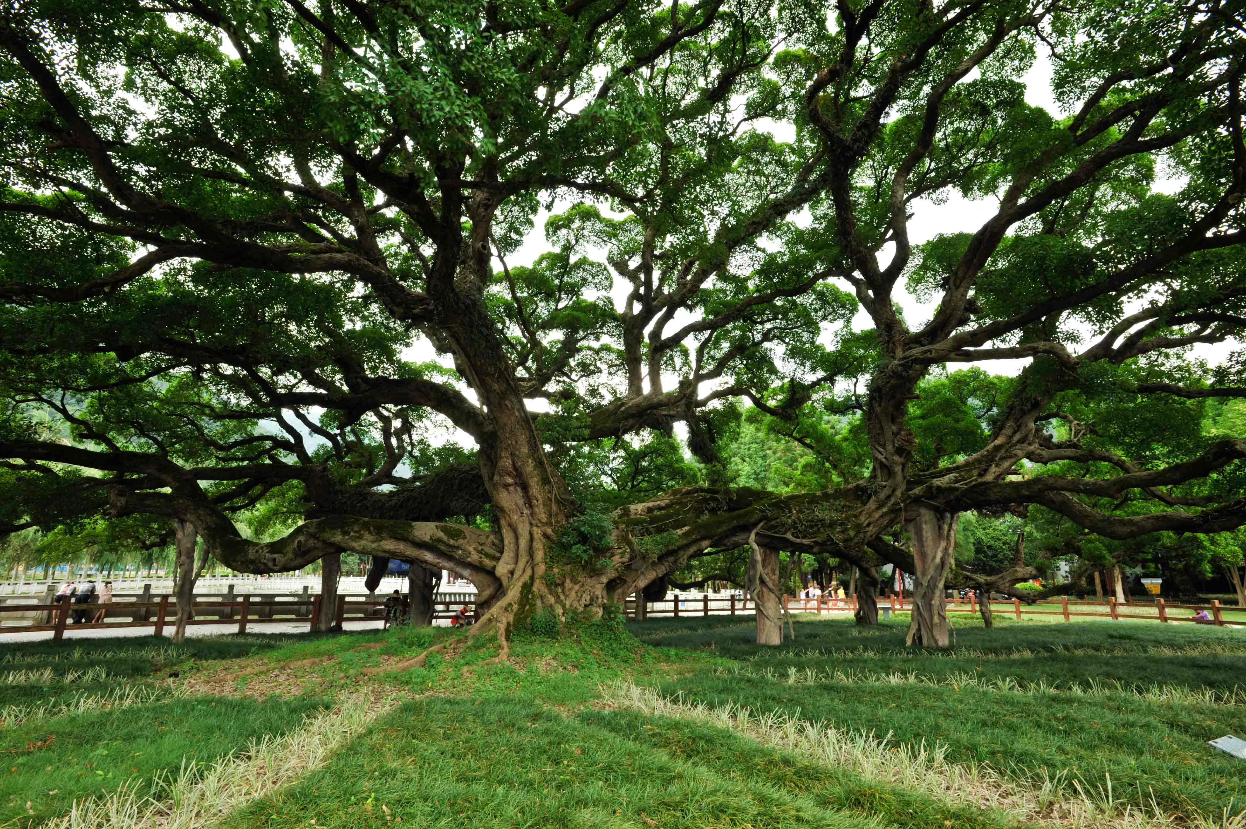  p> b>榕树 /b>(学名: i>ficus microcarpa /i>  linn. f.