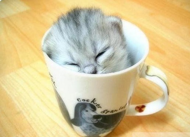  p>茶杯猫是一种袖珍迷你的猫咪,也称迷你猫,就是像 a href="#" data