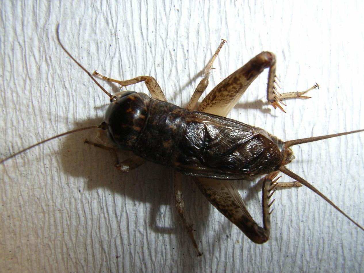  p>安徽黄蛉蟋-昆虫第二歌手,,又称大黄蛉,黄针蟋蟀,黄蛉蟋,黄蛉,属 a