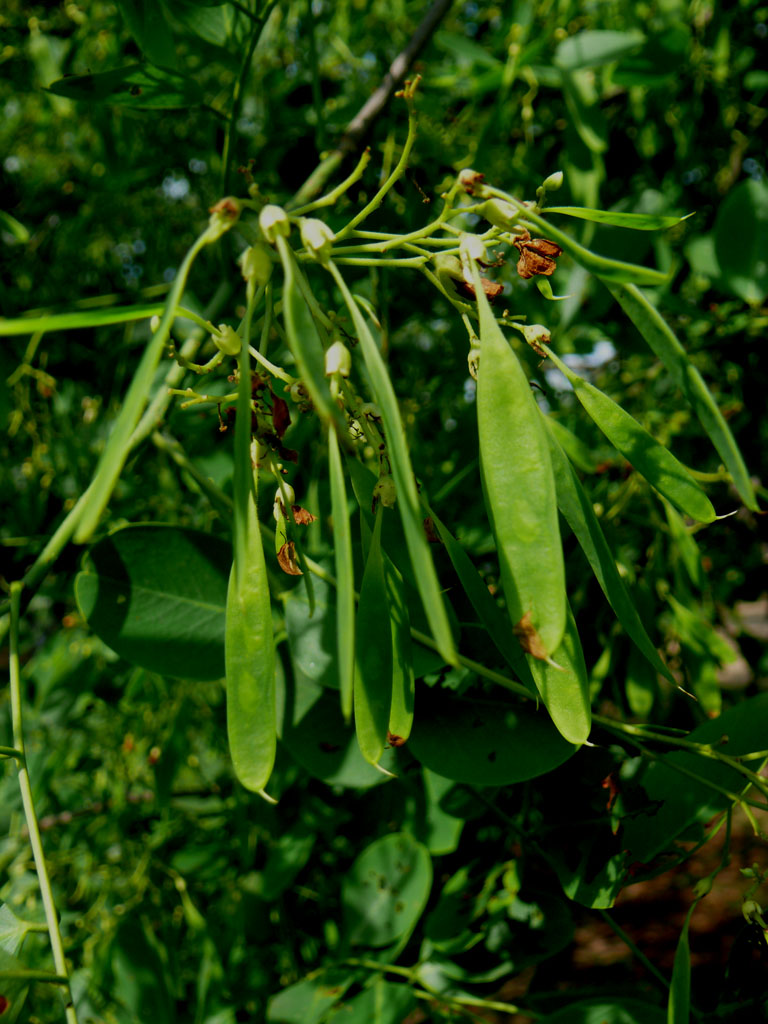  p>长角豆属(学名: i> ceratonia /i> b> i>  /i> /b> i>linn.