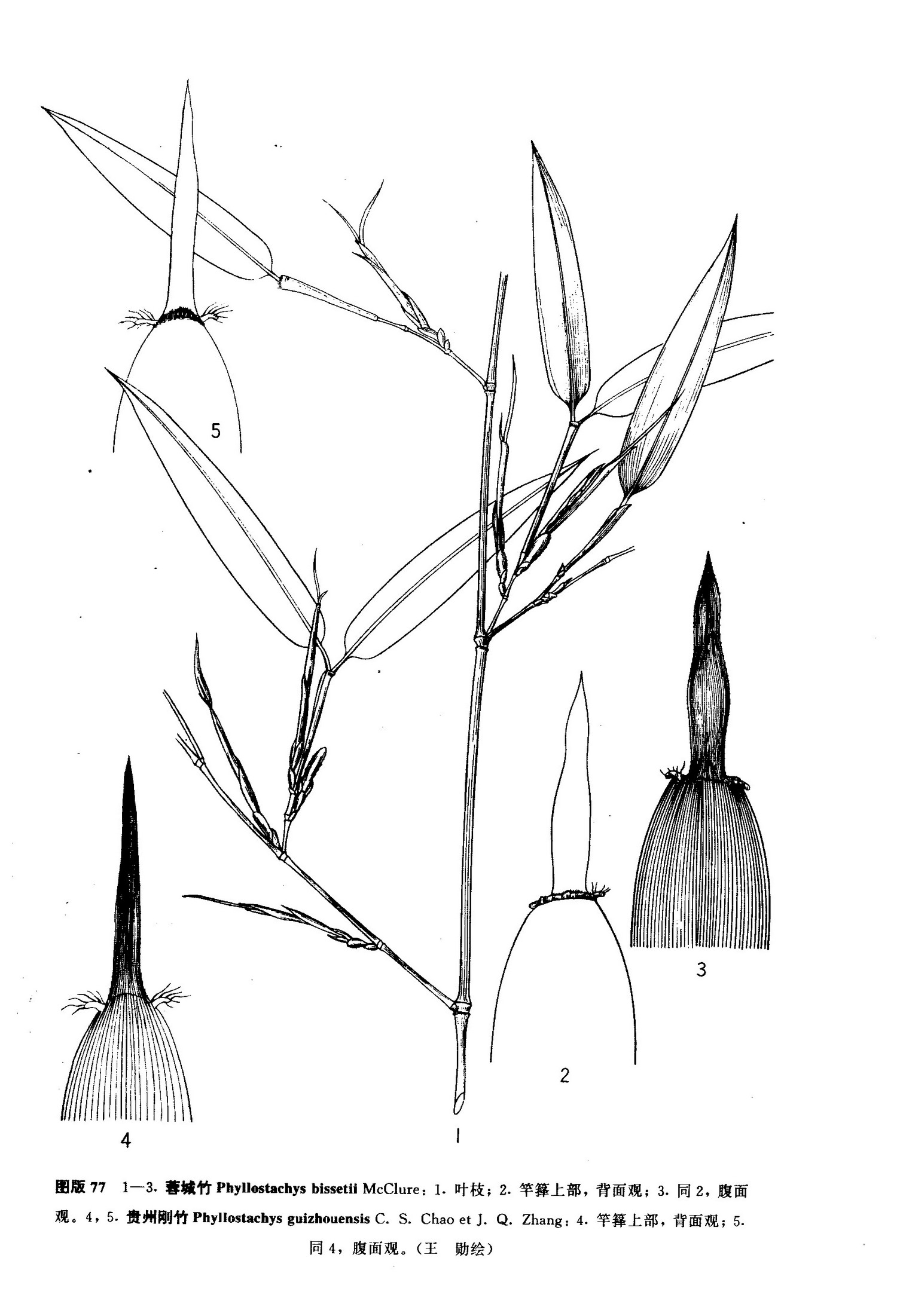  p> a target="_blank" href="/item/贵州刚竹/2592553" data-lemmaid