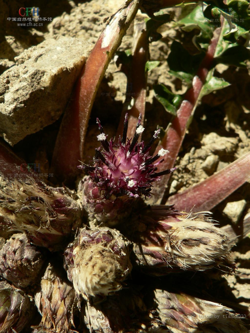 为菊科植物川木香 i>vladimiria souliei( franch.