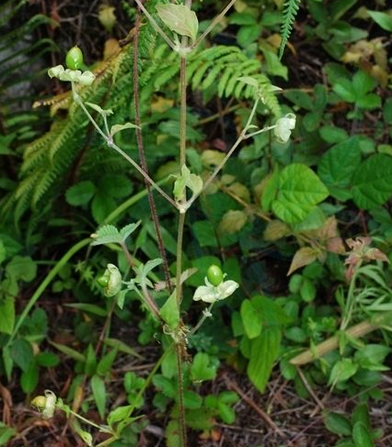  p>狗筋蔓属( a target="_blank" href="/item/学名/8074290" data