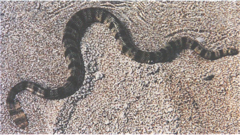  p>棘眦海蛇,是一种有毒蛇类,全长大约130厘米.