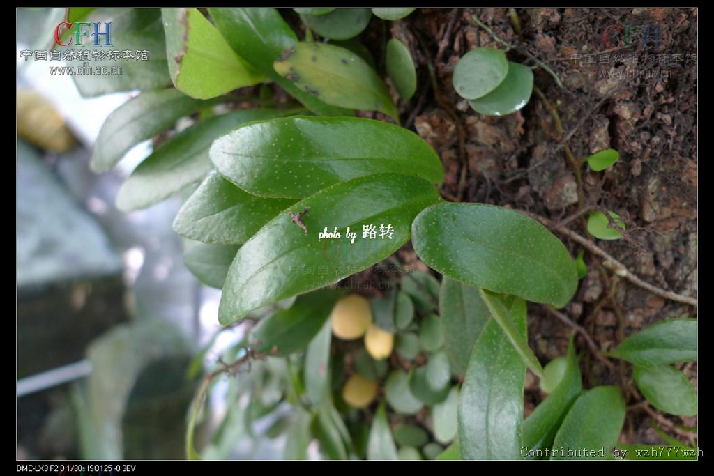 drymoglossum c. presl