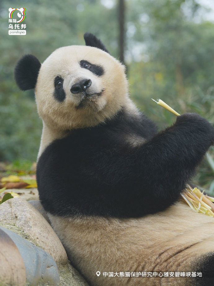 gnbi0bs52f">香香,雌性大熊猫,谱系号1070,2017年6月12日出生于日本 a
