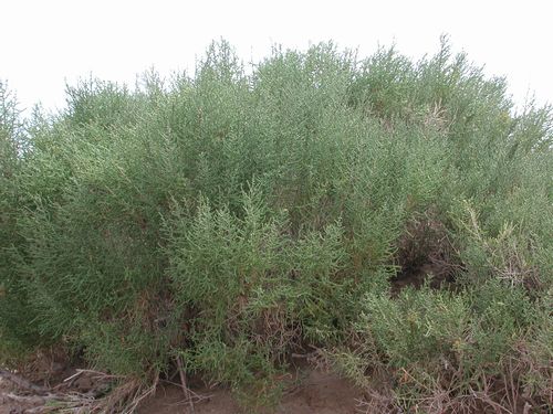 北沙柳无性系553号