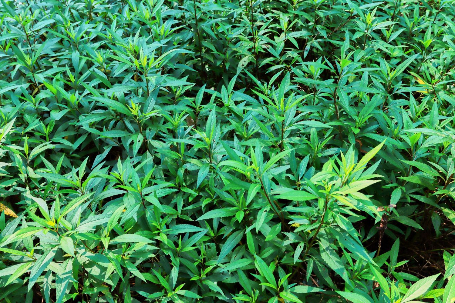 佩兰（菊科泽兰属植物）_百度百科