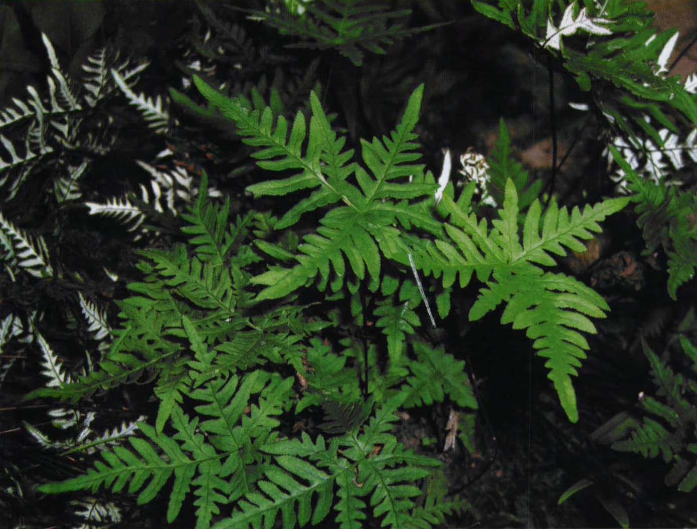  p data-id="tzr5uhdhhfxv">银粉背蕨(学名: i>aleuritopteris
