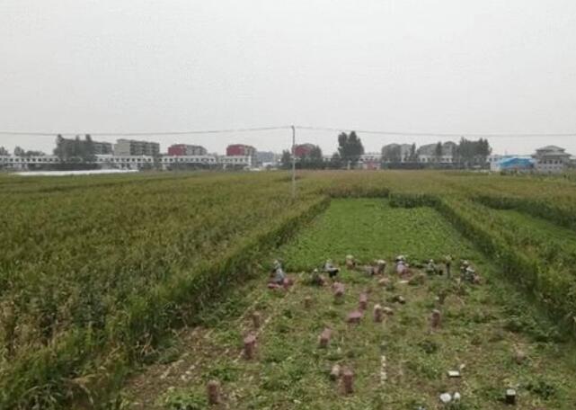 芦柞镇,隶属于山东省临沂市兰陵县,地处<a