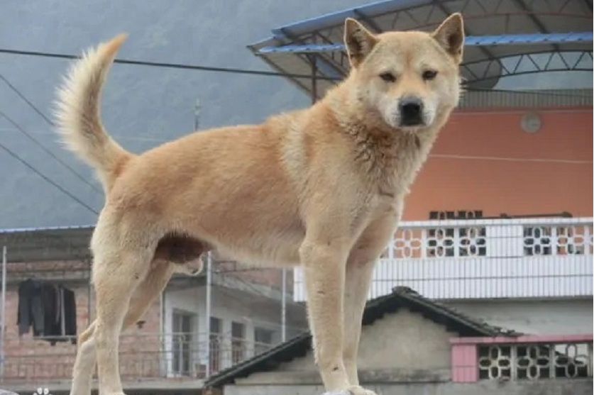  p>春和犬属 a target="_blank" href="/item