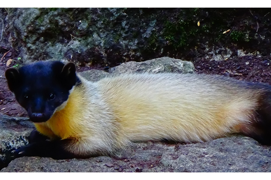黄喉貂马来西亚亚种