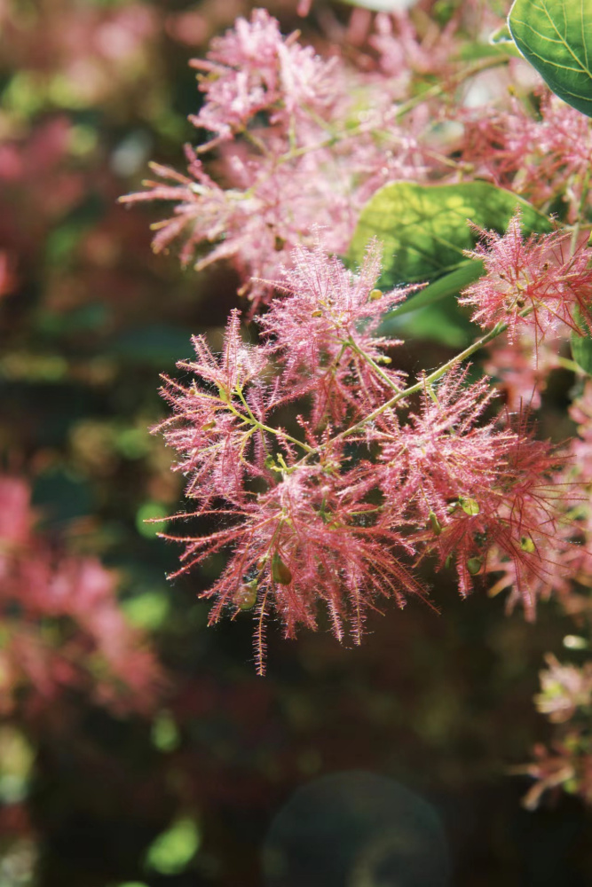黄栌（漆树科黄栌属植物）_百度百科