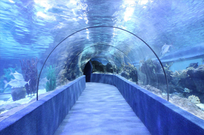 3796831" data-lemmaid="3796831">杭州海底世界 /a>,看神奇海洋生物