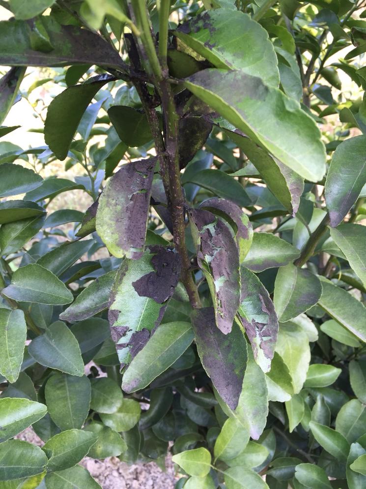  p>柑橘煤烟病又称柑橘煤污病,柑橘霉污病,柑橘煤病,是由柑橘煤炱,刺