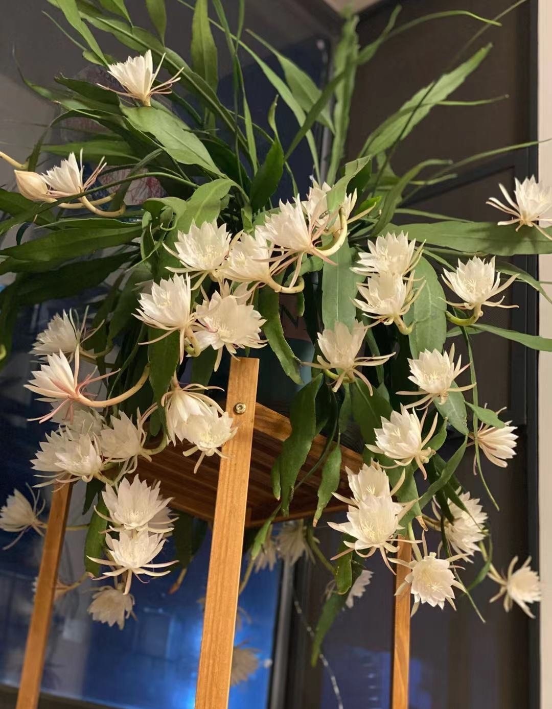 昙花如果不开花，不能太娇惯，4个“步骤”做到位，叶片长满花苞_百科TA说