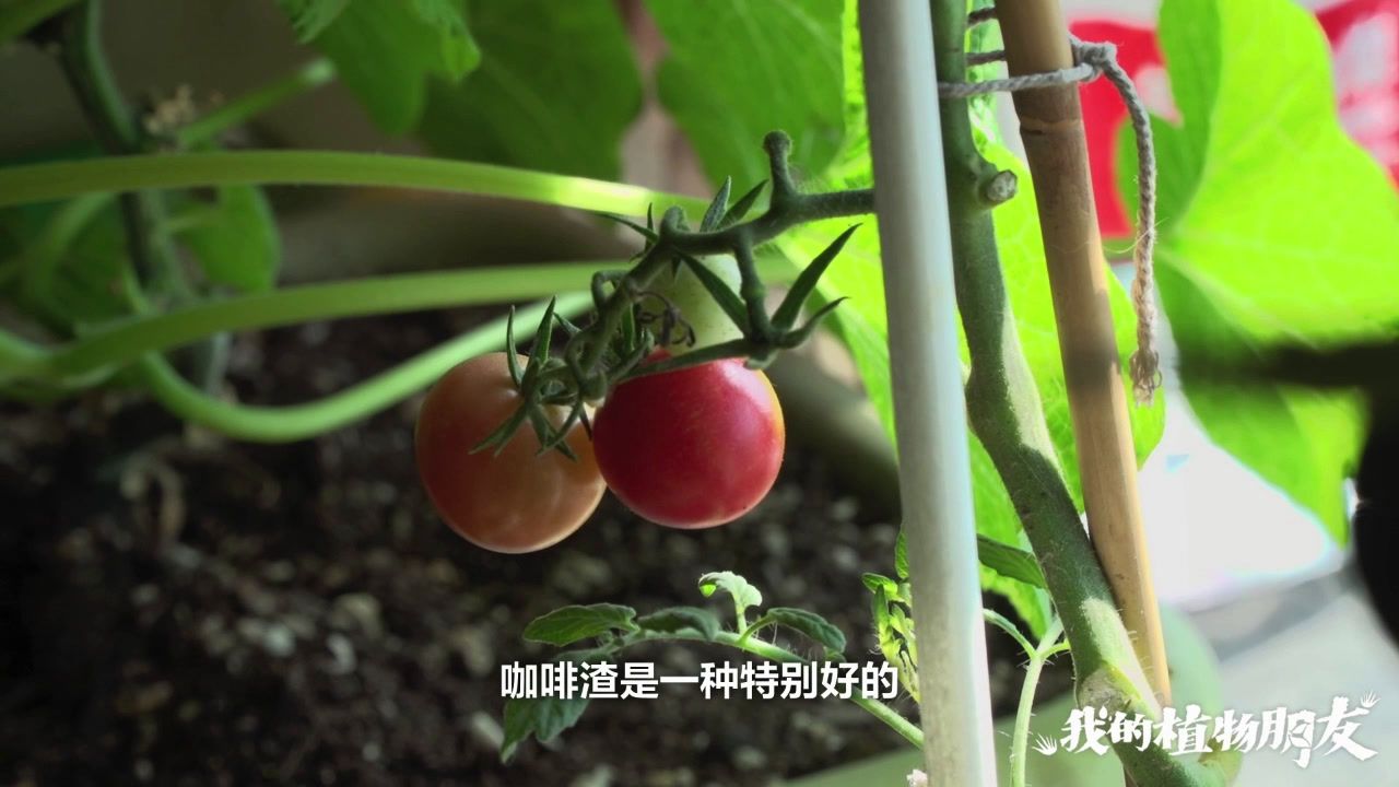肥料 百度百科
