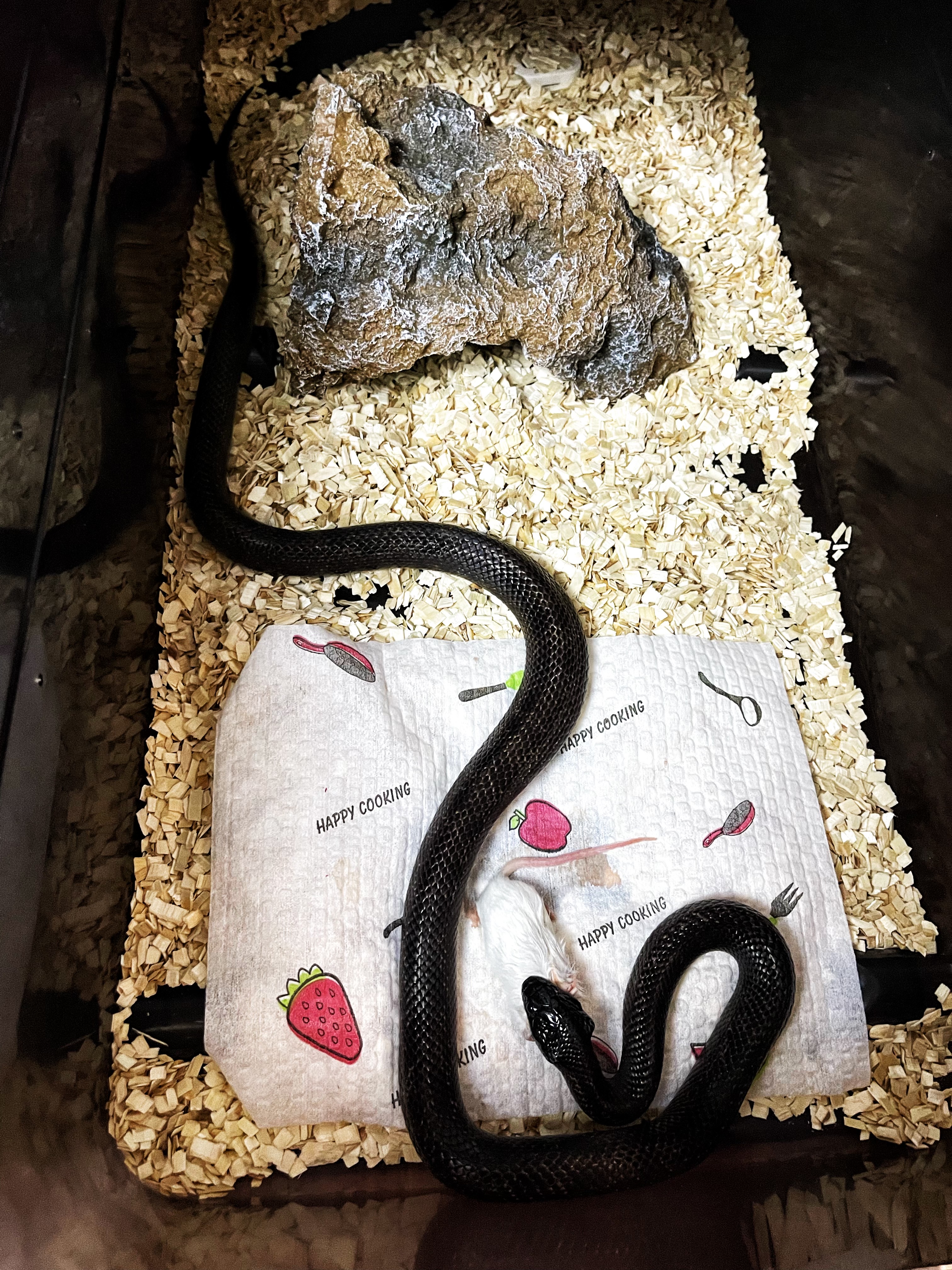  p data-id="gnwnvxtwvq">王蛇(kingsnake),又名皇帝蛇.