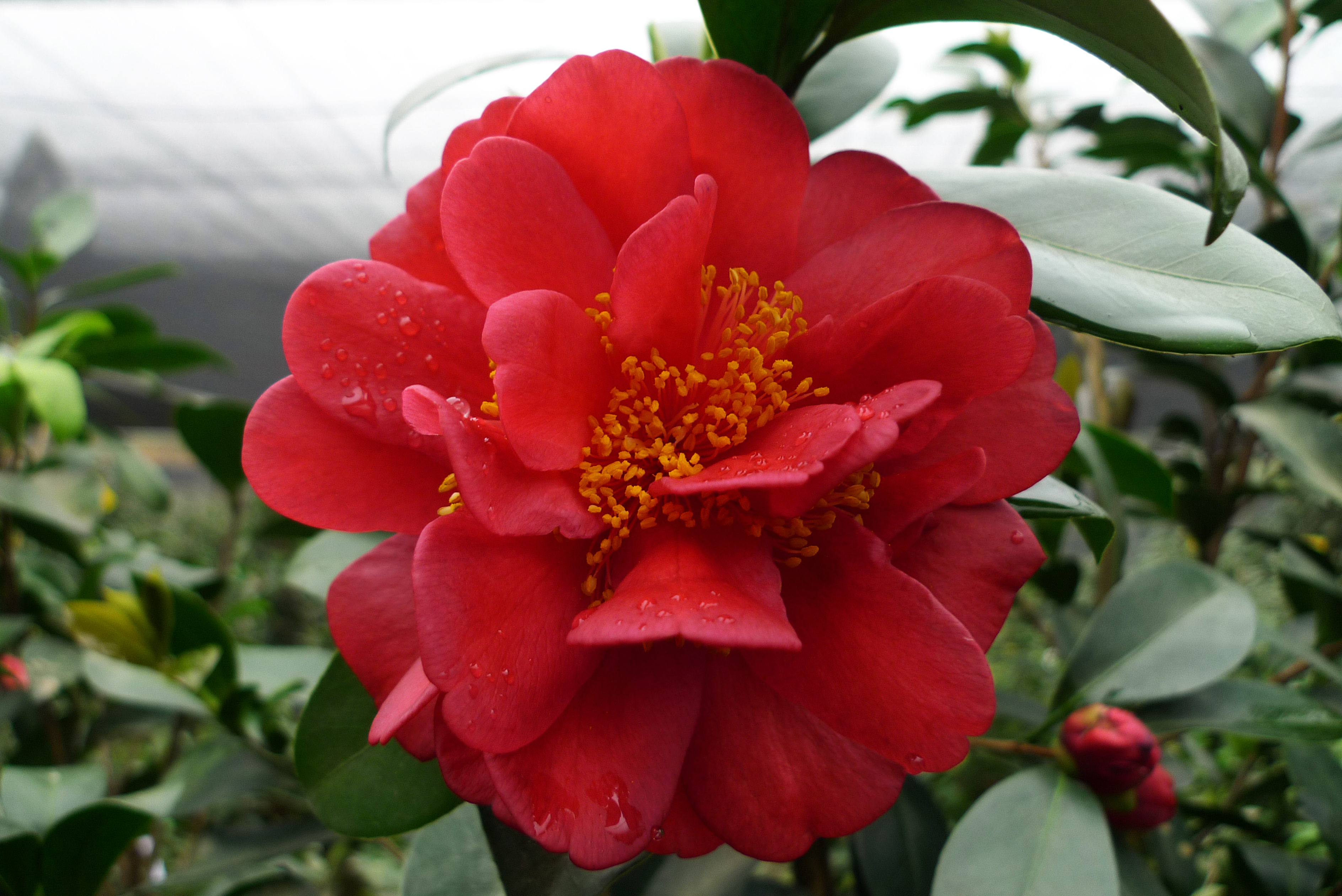 lemmaid="22428896">国家林业和草原局 /a>决定授予桂月昌华新品种权