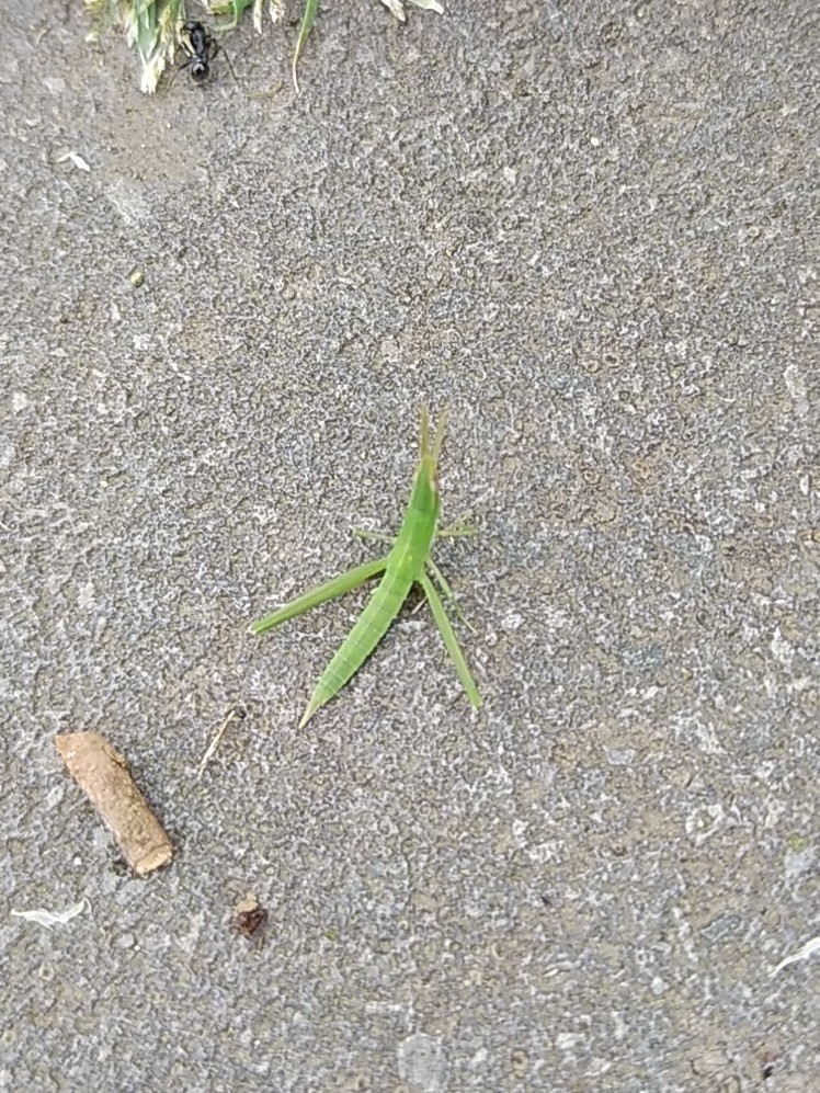  p>中华剑角蝗(学名: i>acrida cinerea /i>)是剑角蝗科,剑角蝗属昆虫